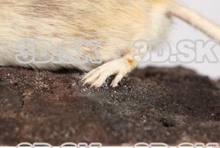 Mouse-Mus musculus 0044